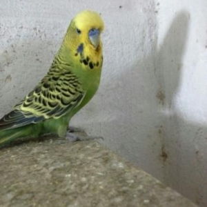 satilir tam saglamdilar