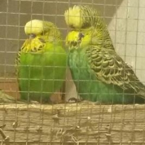 satilir tam saglamdilar