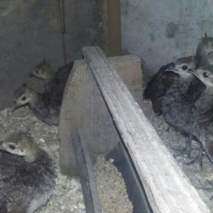 3ayliq Tovuzqusu cuceleri Satilir.