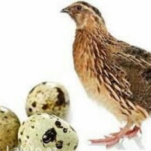 Bildirçin yumurtası