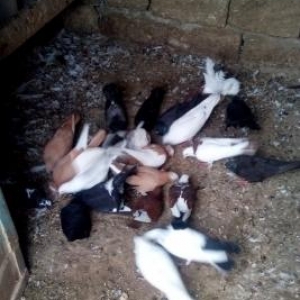 ucuz qiymete goyercnler