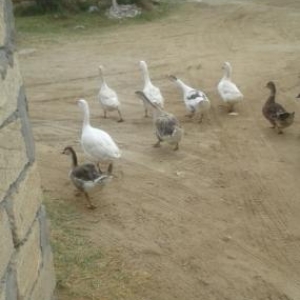 diwi ve erkek qazlar