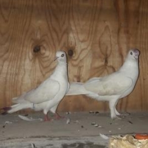 Cep mayadi 14 tuk erkey agdi 16 tuk ucan qusdu balalaru ikiside