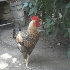 продаю петуха