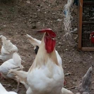 xoruz satiram tam sağlamdir