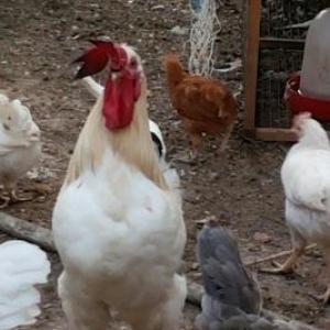 xoruz satiram tam sağlamdir