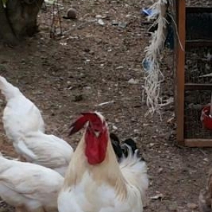 xoruz satiram tam sağlamdir