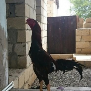 Heyratı xoruz satıram