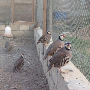 Tam saglam boyuk kekliklerdi