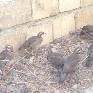 Tam saglam boyuk kekliklerdi