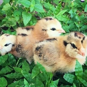 Bildircin balalari satisda