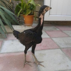 Heyrati satilir. rengi qara, cinsi efqan, feredi, 