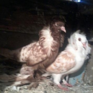 yaqobin  ayaqi leleyli