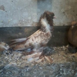 yaqobin  ayaqi leleyli