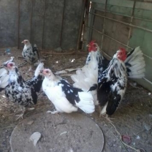 dörd aylıq yaponkalar banlayırlar,iyne derman verilib