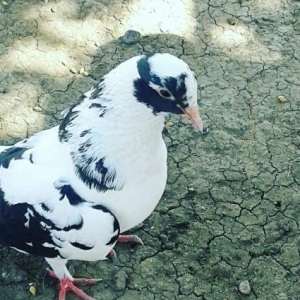 qus almaq isteyenlerin nezerine her cure satilir başlayan qiym