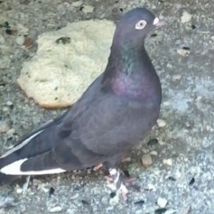 Agqanad qara qus satilir