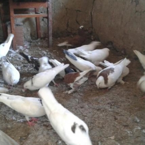 qus almaq isteyenlerin nezerine her cure satilir b