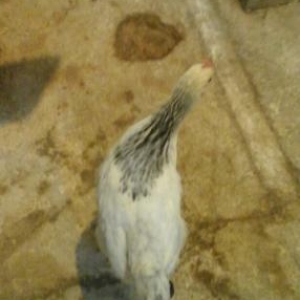 ağ ve qara serevrizler gun 35 tam saqlam quslar butun vaksinleri olub