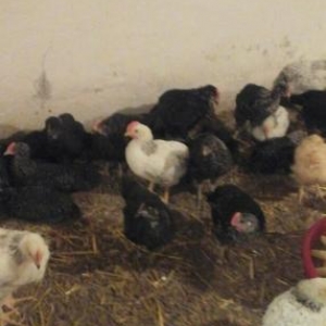 ağ ve qara serevrizler gun 35 tam saqlam quslar b