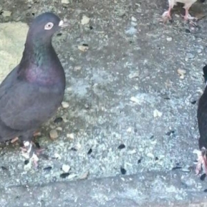 Agqanad qara qus satilir