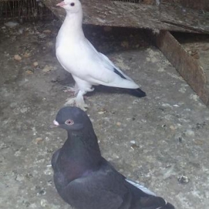 Agqanad qara qus satilir