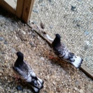 qarbaw 1 cut keven ikside cox quyruq enni quyruq efqanka temiz qan