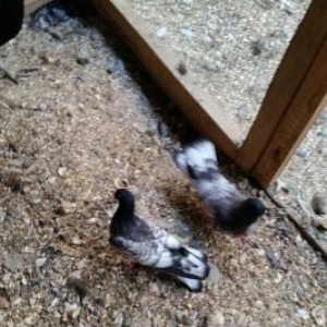 qarbaw 1 cut keven ikside cox quyruq enni quyruq e