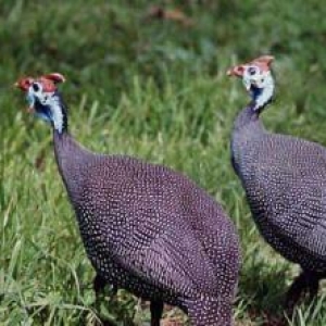 1 eded fireng xoruzu satilir ve ya deyiwdirilir