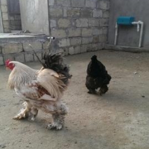 brama  hec yere gonderilmir .