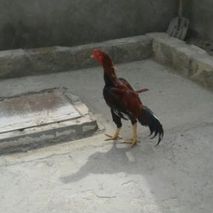 satilir50azn turk sortu 9ayliq ciddi alici narhat 