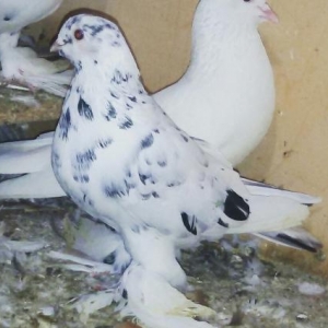 satilir erkeydi papuqay dimmikdi temiz qusdu