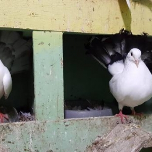 Pavlinlər satılır