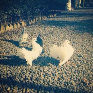 Lenkerandadi bakiya getirile biler