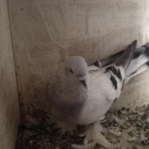 turk cinsi takla iki gizgin erkeyler