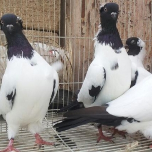 temiz qara baş manaxlar..