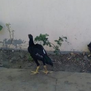 temiz cins hereti 5 ayli 3 ayliq