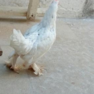 yaponka xoruz fere  ikiside leleylidi cavandilar temiz s