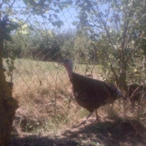 Hinqusu satlir 5 ayliqdir iyne