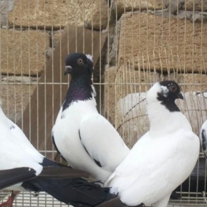 temiz qara baş manaxlar..