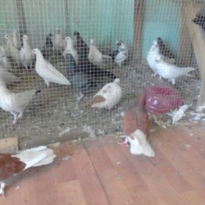 deqiq oxu Sekile bax zeng et vapda yaz