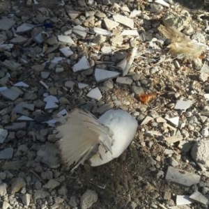 6 aylıq cücələrdir