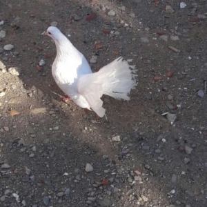 4 dene pavlin ikisi cutdu satiram