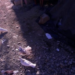 4 dene pavlin ikisi cutdu satiram