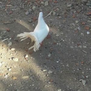 4 dene pavlin ikisi cutdu satiram