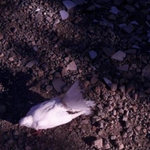 4 dene pavlin ikisi cutdu satiram