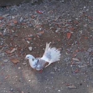 4 dene pavlin ikisi cutdu satiram