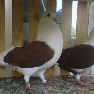 cepler sari girmizi qara 3 cut