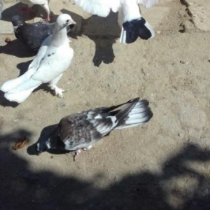 deqiq oxu Sekile bax zeng et vapda yaz