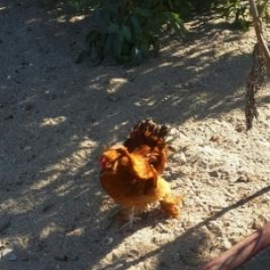 qirmizi sultan xoruzu